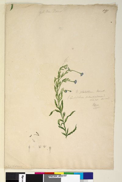 Page 197. Epilobium glabellum by John William Lewin